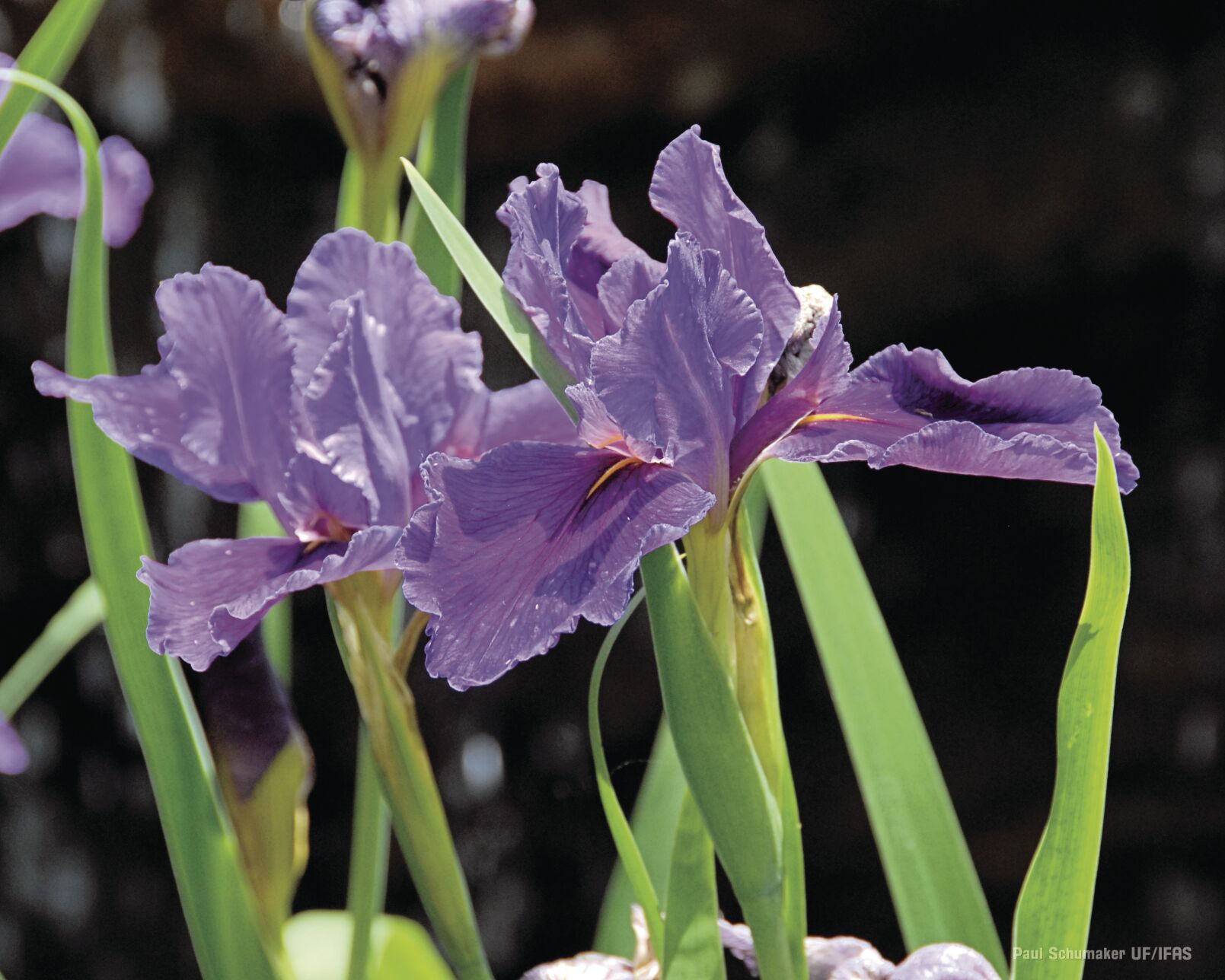 Louisiana Iris